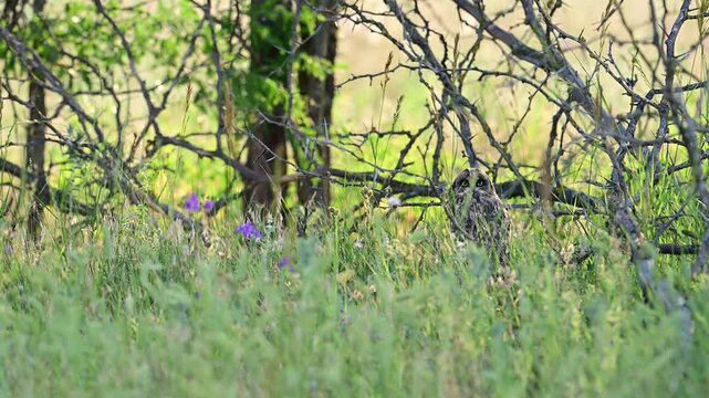 Short-eared Owl (Asio flammeus) in the Wild. Slow Motion.