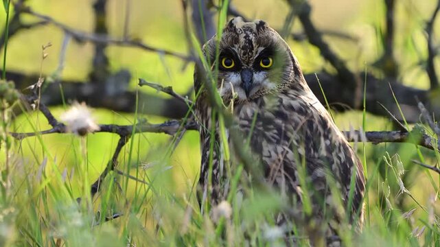 Short-eared Owl (Asio flammeus) in the Wild. Slow Motion. Close up