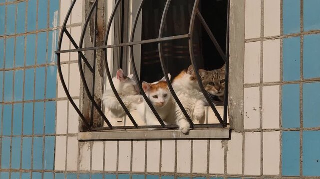 Close-up of four domestic cats resting together on a windowsill behind metal security bars. The building exterior features a blue and white tiled pattern background.