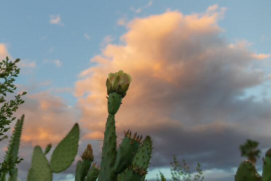 Yellow cactus bloom with sunset background
