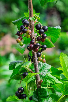 Schwarze Johannisbeere (Ribes nigrum)