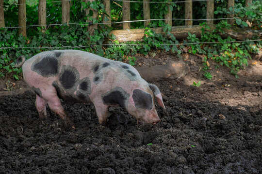 Buntes Bentheimer Schwein, eine seltene deutsche Landschweinrasse