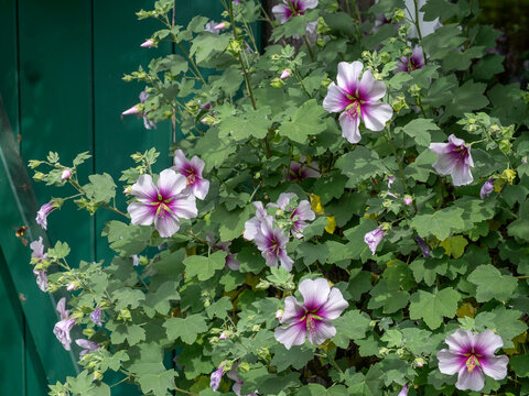 Mittelmeer-Strauchmalve (Lavatera maritima)