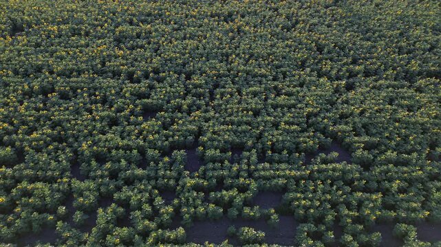 Plan z&eacute;nithal par drone s'&eacute;levant verticalement au-dessus d'un champ de tournesols &agrave; l'heure dor&eacute;e.