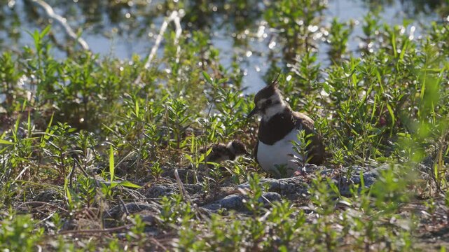 Northern Lapwing Parent Warming Chicks on Lakeshore in Slow Motion