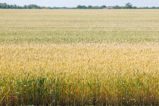 Panoramic view of ripe wheat field before harvest