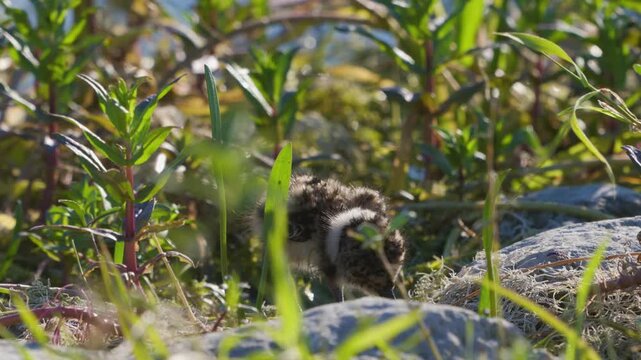 Northern Lapwing Chick Vanellus vanellus in the Wild