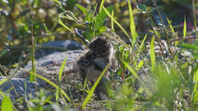Northern Lapwing Chick Vanellus vanellus in the Wild Close up