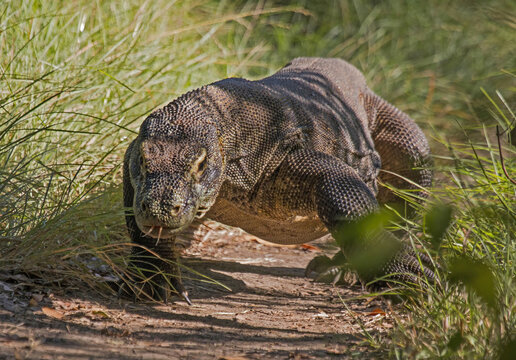 Large Komodo dragon walking towards the camera on a dirt path surrounded by tall grass