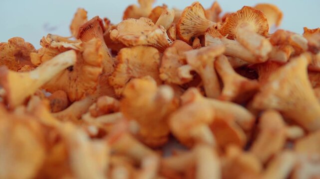 Fresh chanterelle mushrooms isolated on a white background. Wild edible fungi and gourmet food ingredients for cooking