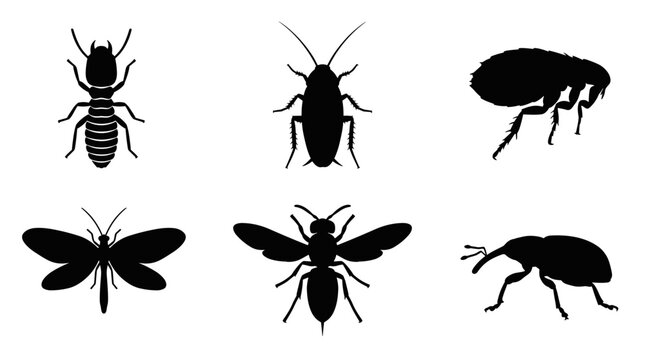 Black Insect Silhouettes Isolated on White Background Vector Illustration Set