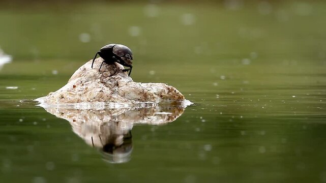 Dung beetle grooming on a rock in middle of water with reflection in Greater Kruger National park, South Africa ; Specie Scarabaeus viettei family of Coleoptera