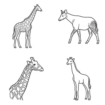Hand-drawn Giraffe and Okapi illustrations, African wildlife, unique animals, black and white sketches