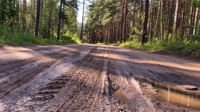Muddy dirt road with deep tire tracks and puddles in a sunny pine forest. forest path, offroad driving, nature, summer