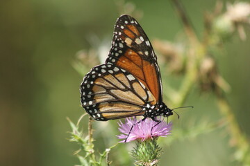 Obraz premium Mariposa