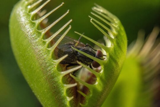 taker. Extreme close-up of a Venus flytrap closing around a fly, with sharp details and blurred background. wildlife magazines.