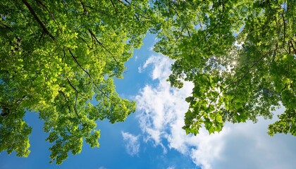 Fototapeta premium Vibrant Green Tree Branches With Lush Leaves Stretching Towards A Bright Blue Sky With Fluffy White Clouds On A Sunny Summer Day