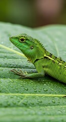 Fototapeta premium Bright green lizard resting on large leaf in forest.