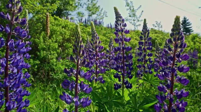 Blooming lupines dance in the gentle breeze of a sunny spring day