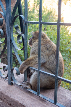 Barbary macaque (Macaca sylvanus) behind a fence at Ouzoud Falls, Morocco