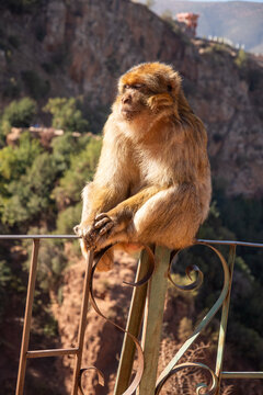 Barbary macaque (Macaca sylvanus) sitting on a fence at Ouzoud Falls, Morocco