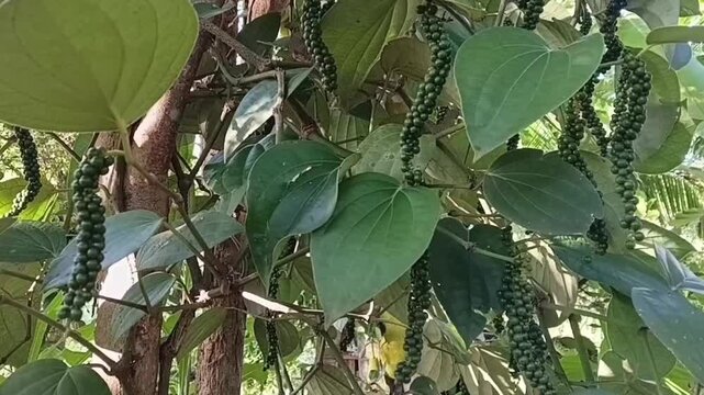 A close up shot of a healthy Piper Nigrum vine swaying gently in the breeze. Thriving green pepper spikes grow on the vine of a tropical small scale organic spice farm in Sri Lanka.