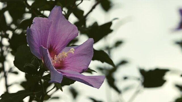Tokyo, Japan - July 11, 2026: Closeup of Rose of Sharon or Hibiscus syriacus