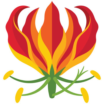 Gloriosa superba flame lily vector illustration isolated on white background flat design.