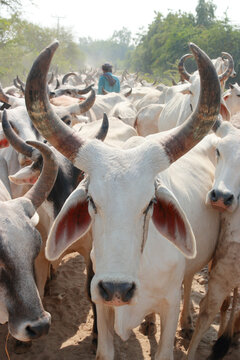 The cows bread of Thar Parkar, sindh, Pakistan