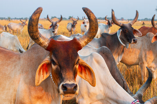 The cows bread of Thar Parkar, sindh, Pakistan