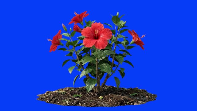 A detailed 3D render of a flowering red hibiscus bush with vibrant green foliage growing from a patch of soil against a solid blue key background. Perfect for tropical landscaping animations, gardenin