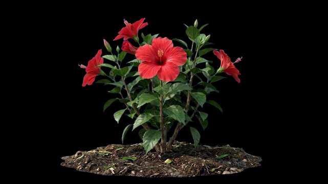 A vibrant green hibiscus plant bush covered in large, fully opened red tropical flowers. Set against a solid black backdrop with visible dark soil at the base, this high-contrast 3D graphic asset adds