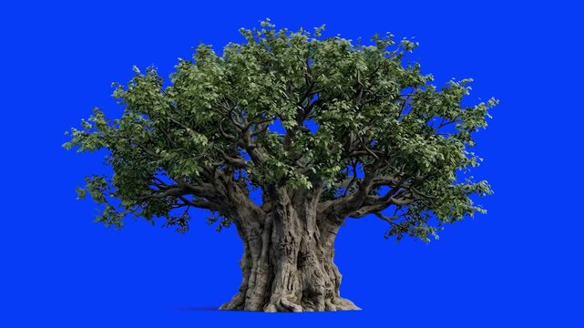 A detailed 3D animated green baobab tree with a thick trunk stands against a solid blue screen background. Perfect for nature scenes, compositing, and video editing keying techniques.