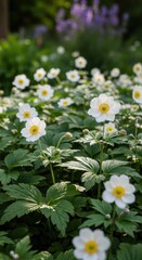 Obraz premium Blooming White Wildflowers in Lush Green Garden.