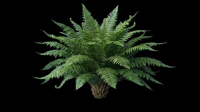 A clean 3D render of a dense tropical fern bush or small cycad palm with spreading textured green fronds, isolated on a solid black background. Great for prehistoric jungle environments, rainforest vi