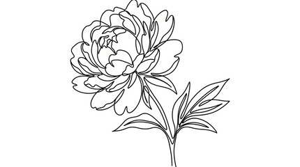 Fototapeta premium Peony Flower Continuous Line Drawing Vector Illustration