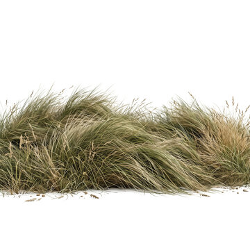 Long green and yellow beach grass blowing in the wind isolated on transparent background