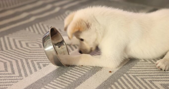 Woman giving feeding bowl to her cute puppy at home, closeup