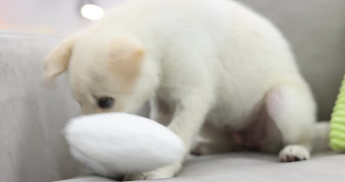 Cute puppy playing with toy on sofa at home