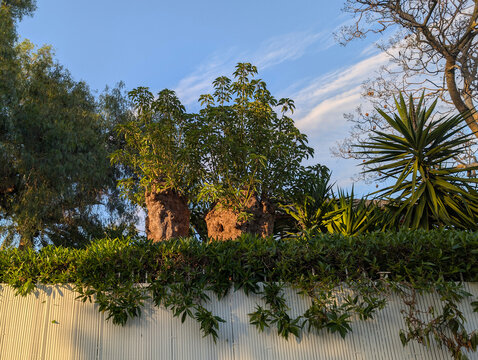 Large Ombu tree providing shade in Mediterranean residential garden. Phytolacca dioica, giant herb, exotic flora, thick canopy, green foliage, villa backyard, residential landscaping, exterior styling