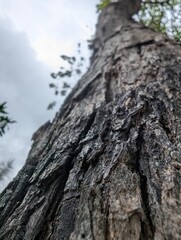 Obraz premium Low Angle View Of Tall Tree Trunk Against Cloudy Sky