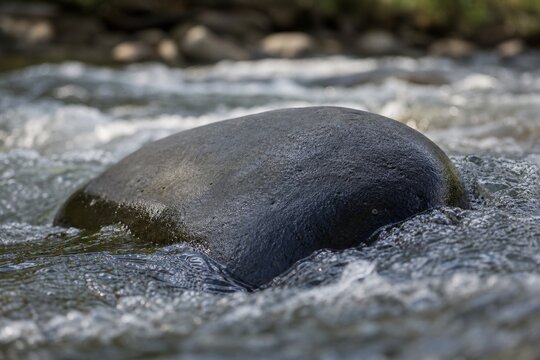 A large dark riverbed rock half-submerged in a fast-flowing stream.