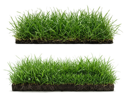Two rectangular patches of vibrant green grass with visible soil isolated on transparent background