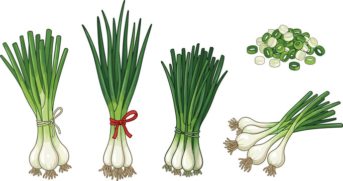 Green Onion Vector Collection with Fresh Scallion Bundles and Sliced Spring Onion Clipart