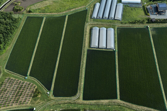 Drone aerial view of green rice fields and agricultural landscape with greenhouses in Japan