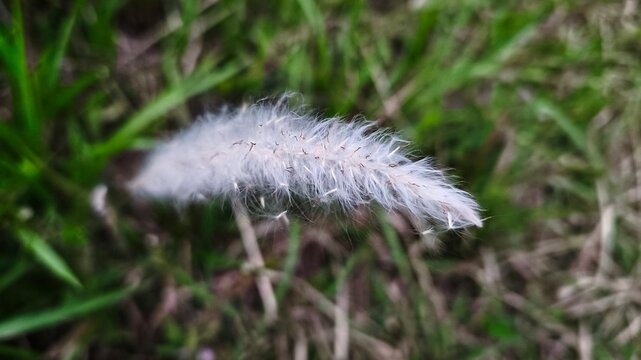 Close-up of fluffy white flower spike of imperata cylindrica cogon grass in a green field (2)