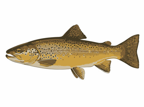 Detailed illustration of a brown trout fish