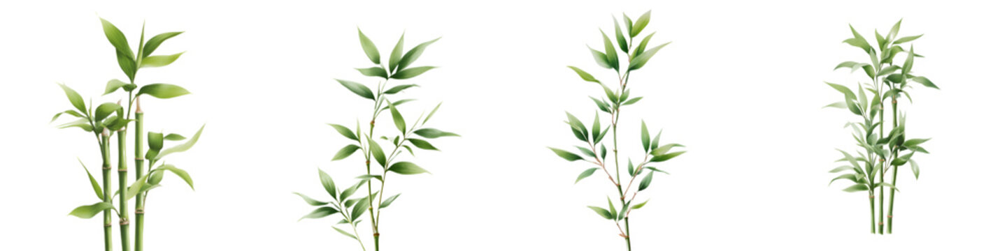 Set of Bamboo Stalks Isolated on White Background, Watercolor Style