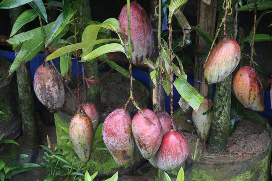 mango on tree in farm for sell are cash crops