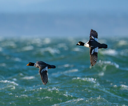 Barrow's Goldeneye Duck Pair in Flight Over Stormy Seas